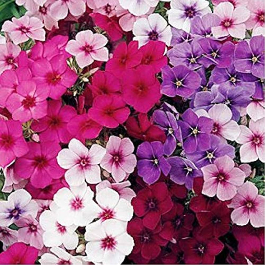 Phlox Phlox drummondii mixed color flower seeds for planting in backyard garden or containers - for planting in home garden