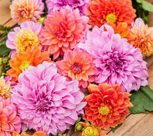 Zinnia Zinnia Elegans Dahlia Flowered Mix Seeds for Planting – Colorful Blooms for Flower Beds and Seasonal Displays