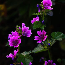 Hollyhock flower Seeds (Alcea rosea) for seasonal color across the garden beds or decorative pots