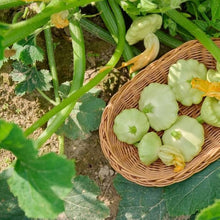 Squash Summer Velvet Bennings Green Tint Scallops Garden Seeds known for flavorful Squash