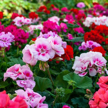 Geranium Pelargonium hortorum Saturn Red Flare flower seeds for planting in spring containers or flower beds - for planting in home garden