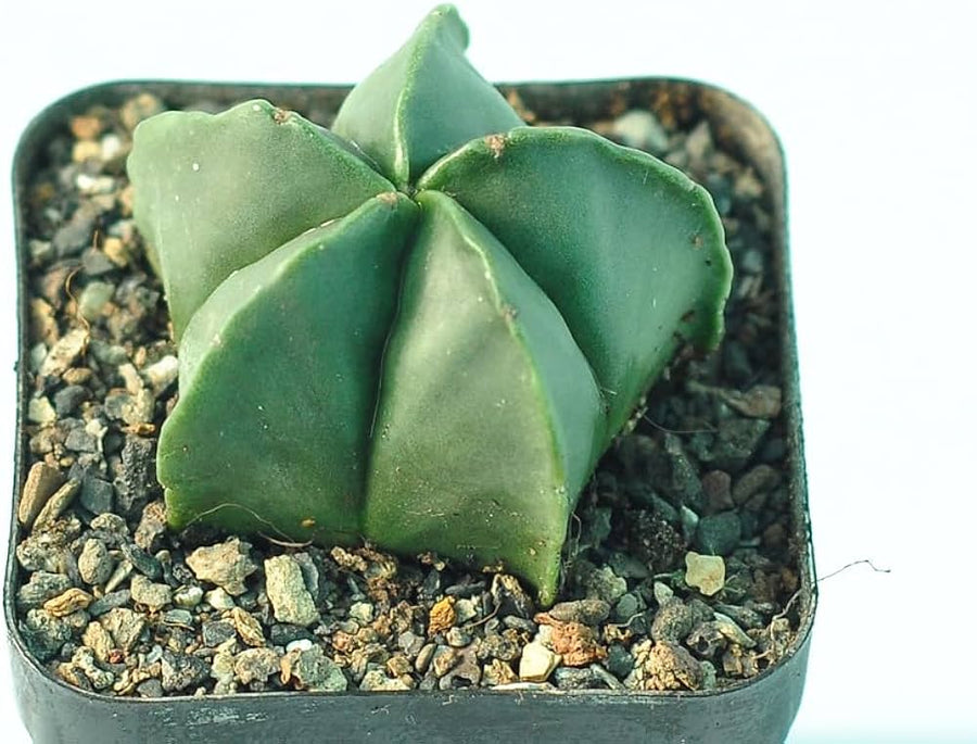 Astrophytum myriostigma NUDUN for planting in exotic cactus garden
