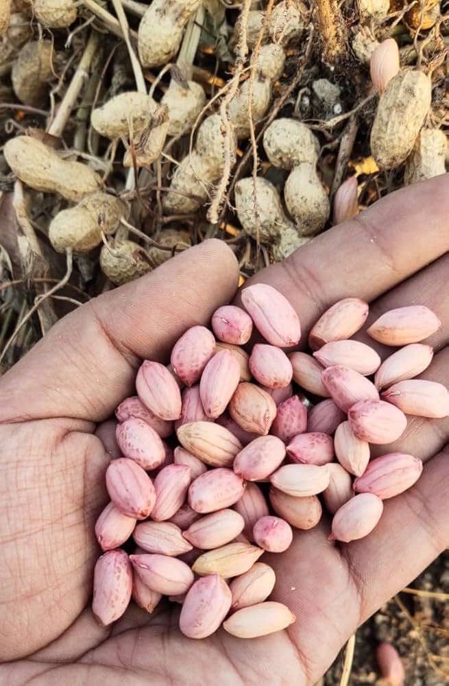 Brown big peanut seeds (Arachis hypogaea) for vegetable or backyard farming
