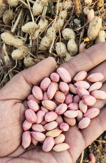 Brown big peanut seeds (Arachis hypogaea) for vegetable or backyard farming
