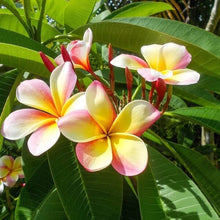 Orange Plumeria Seeds (Plumeria rubra) for gardeners building out beds and borders