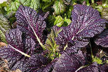 Osaka Purple Mustard Seeds for a productive addition to the vegetable patch