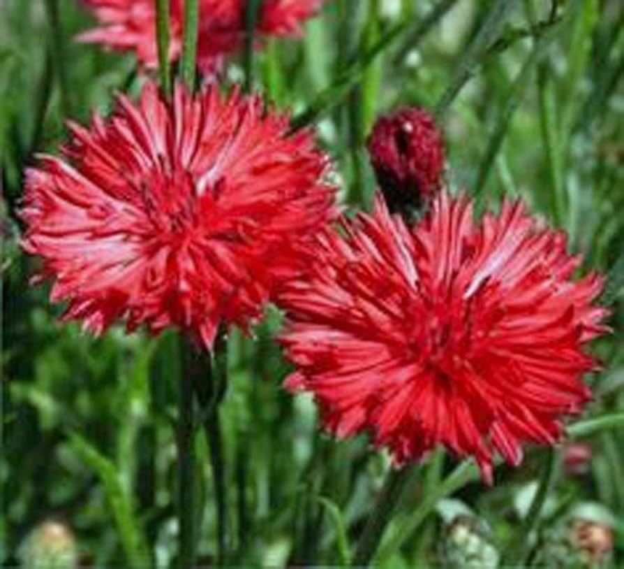 Red Bachelor Button ��������� Centaurea cyanus ��������� for planting in home garden