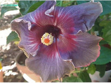 Hibiscus flower white pink purple giant Seeds for growers filling out the tropical exotic gardens
