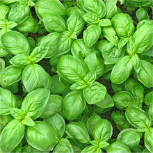Green Liquorice Basil Plants for a fragrant addition to the herb patch