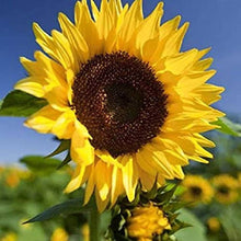 Plant Seeds (Wild sunflower) for a bright addition to the pollinator gardens or backyard borders