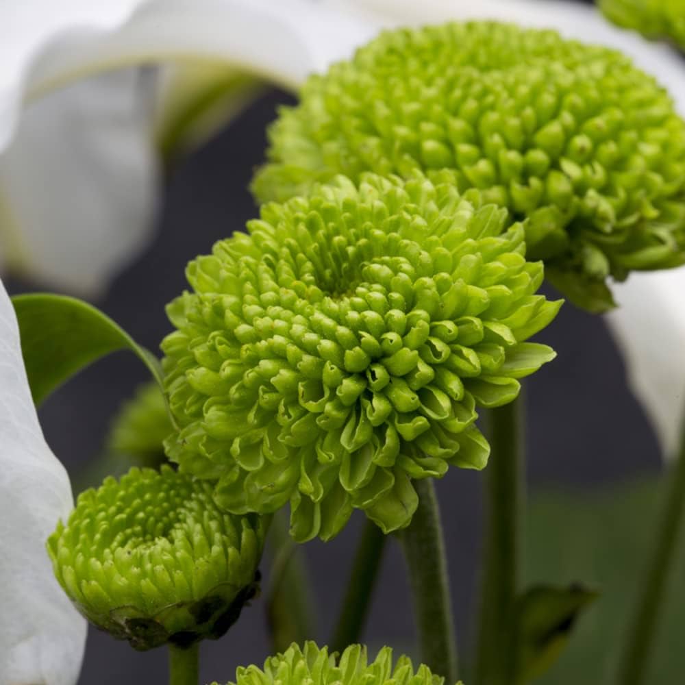 Chrysanthemum Chrysanthemum Morifolium Bonsai Flower Seeds for Planting – Compact Variety for Patio Pots and Garden Edges