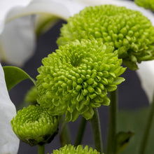Chrysanthemum Chrysanthemum Morifolium Bonsai Flower Seeds for Planting – Compact Variety for Patio Pots and Garden Edges