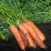 Scarlet Nantes Carrot Seeds for home growers seeking a reliable harvest