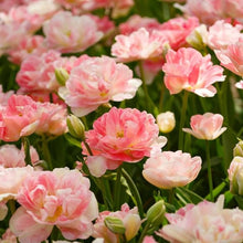 Double Tulip Seeds for gardeners building out beds and borders