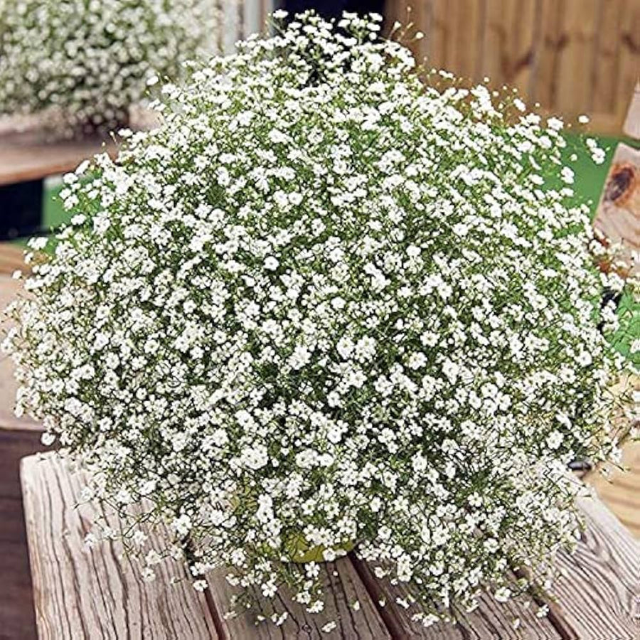 Gypsophila (Gypsophila paniculata) seeds for bonsai & indoor use