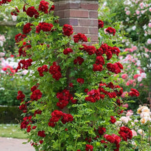Rose Rosa Climbing Red Seeds for trellises and fences in the Trellises, Fences, and Vertical Garden Displays