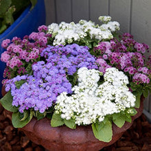 Ageratum Mexicanum White Seeds for a colorful addition to any planting