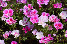 Godetia Dwarf Summer Azalea Seeds (Clarkia amoena) for colorful blooms in the flower bed