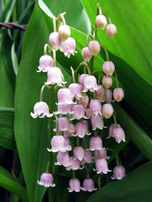 Lily Convallaria Majalis Lily of the Valley Seeds for colorful blooms in the Shaded Gardens