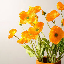 DIY Vase Flower Mix Seeds (Various spp.) for a lasting display in the Home Garden & Flower Bed