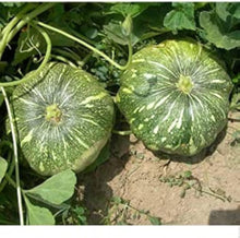 Apple Pumpkin Seeds (Cucurbita pepo) for growers stocking the vegetable patch and backyard garden