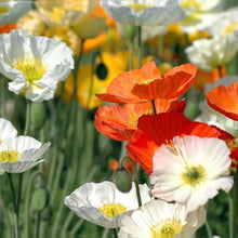 Poppy Eschscholzia Californica California Seeds for a bright addition to the Wildflower Gardens