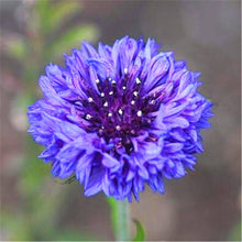 Junggeselle Knopf Flower – Unknown – for planting in organic flower garden
