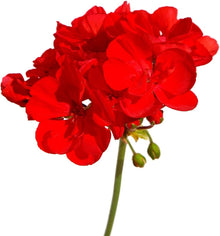 Plant Seeds (Ringo cardinal) for a lasting display in the backyard gardens