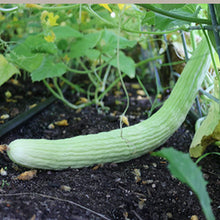 Armenian Pale Yard Long Cucumber seeds for unique garden plants