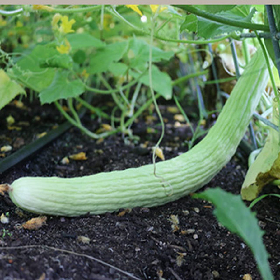 Armenian Pale Yard Long Cucumber seeds for unique garden plants