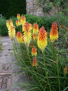 Torch Lily Seeds (Kniphofia uvaria) for growers filling out the Flower Pollinator Garden