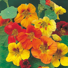 Nasturtium Seeds for a colorful addition to any planting