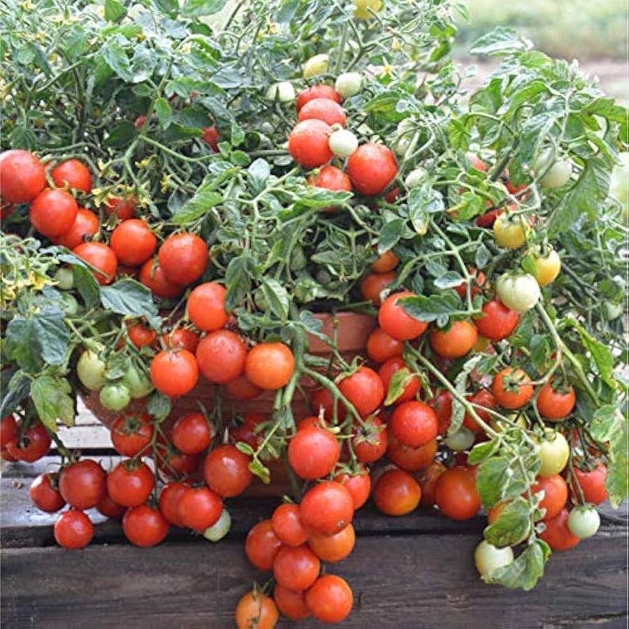 Burbank slicing tomato grown from organic and conventional seeds with firm red fruits ideal for sandwiches