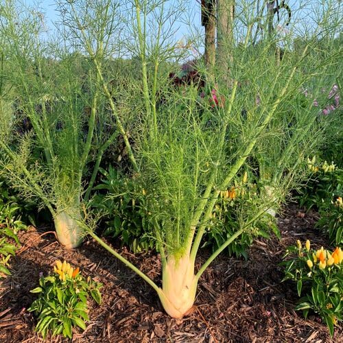 Fennel Plants for a fragrant addition to the herb patch