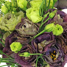 Lisianthus Eustoma Grandiflorum Black Pearl Seeds for a bright addition to the Cut Flower Gardens
