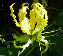 Gloriosa Lily Seeds (Gloriosa superba) for seasonal color across the Flower Garden