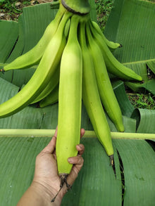 Plantain Banana Seeds (Musa paradisiaca) for a bright addition to the Tropical Garden
