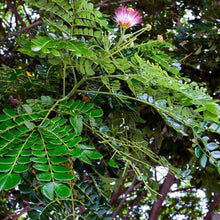 Albizia Saman Seeds (Albizia saman) for a lasting display in the Tropical Garden