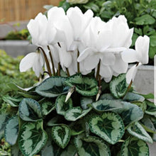 Cyclamen Seeds (Cyclamen persicum) for a bright addition to the winter gardens and flower beds