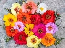 Annual Portulaca Grandiflora Mix Flower Moss Rose Seeds for filling out open ground