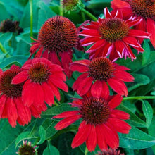 Coneflower Echinacea Purpurea Red Seeds for a bright addition to the Pollinator Medicinal Borders