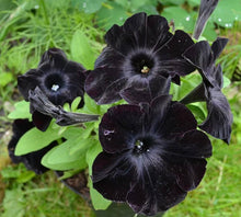 Black Petunia Hybrid Vilm Seeds for growers seeking a long-blooming display