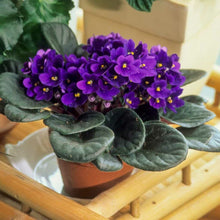 African Violet Saintpaulia Seeds for reliable seasonal color