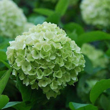 Hydrangea Hydrangea Macrophylla Mixed Seeds for growers establishing the Viburnum Borders