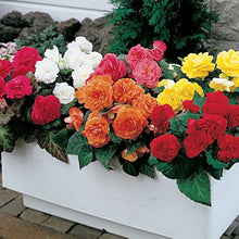 Begonia Seeds (Begonia spp.) for seasonal color across the Flower Bed & Indoor Garden