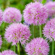Allium Seeds for gardeners building out beds and borders
