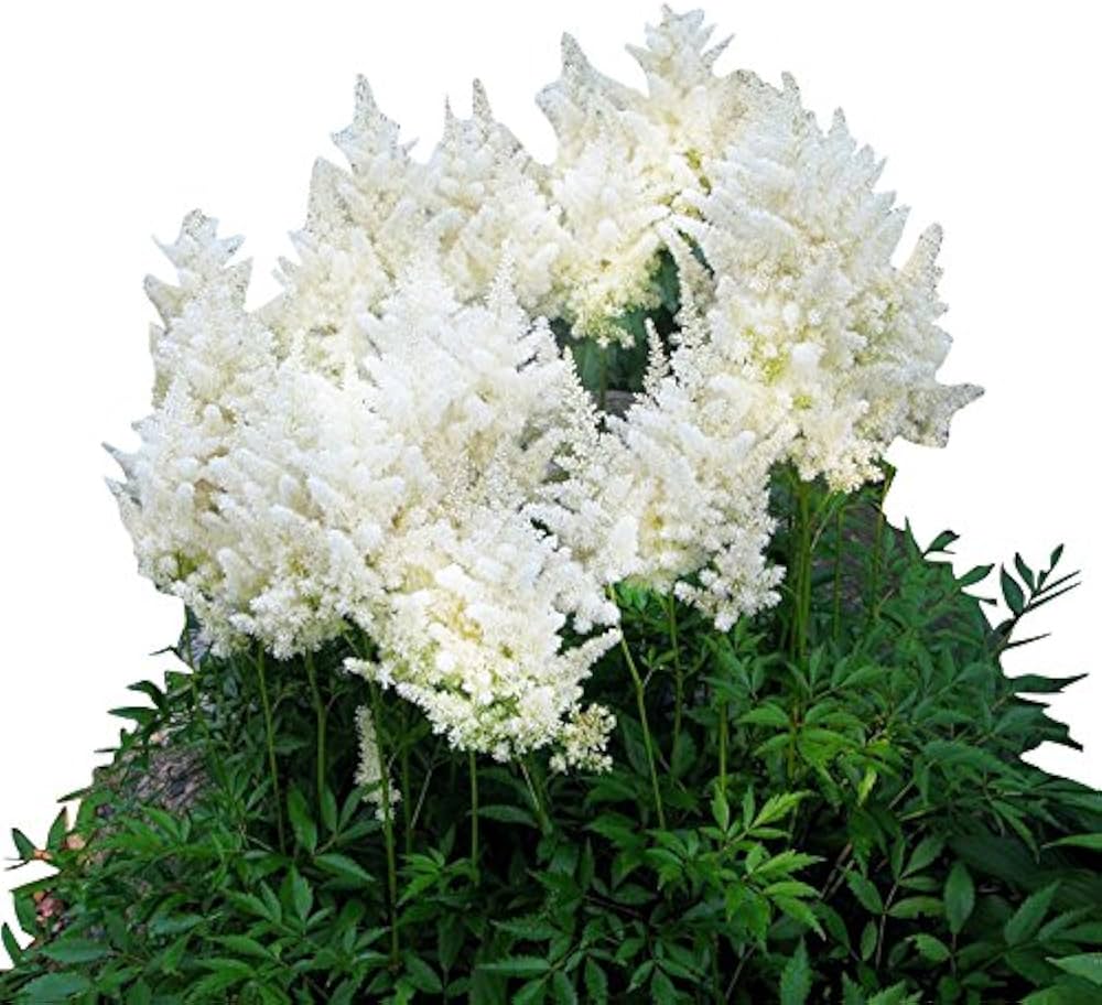 White Astilbe Flower Seeds â€“ Graceful Shade-Loving Perennial