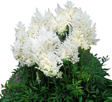 White Astilbe Flower Seeds â€“ Graceful Shade-Loving Perennial