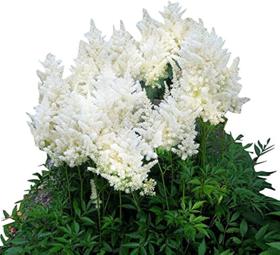 White Astilbe Flower Seeds â€“ Graceful Shade-Loving Perennial
