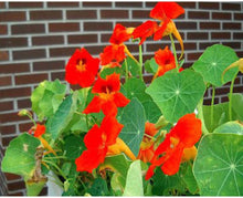Dark Red Nasturtium Seeds for reliable seasonal color